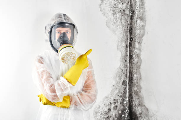 Mold Documentation for Insurance Claims in Carlisle, PA